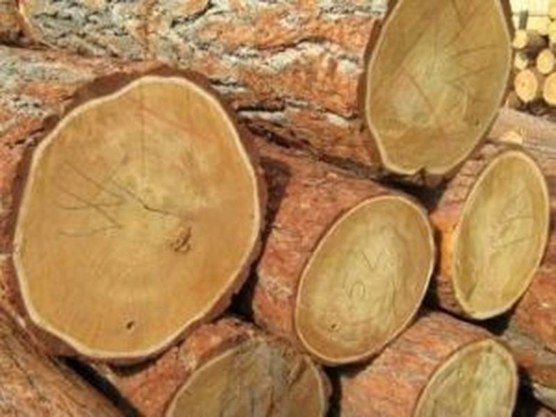 Timber logs